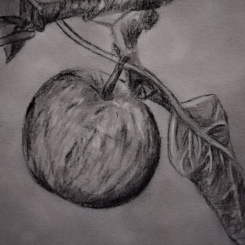 Apple on Tree
