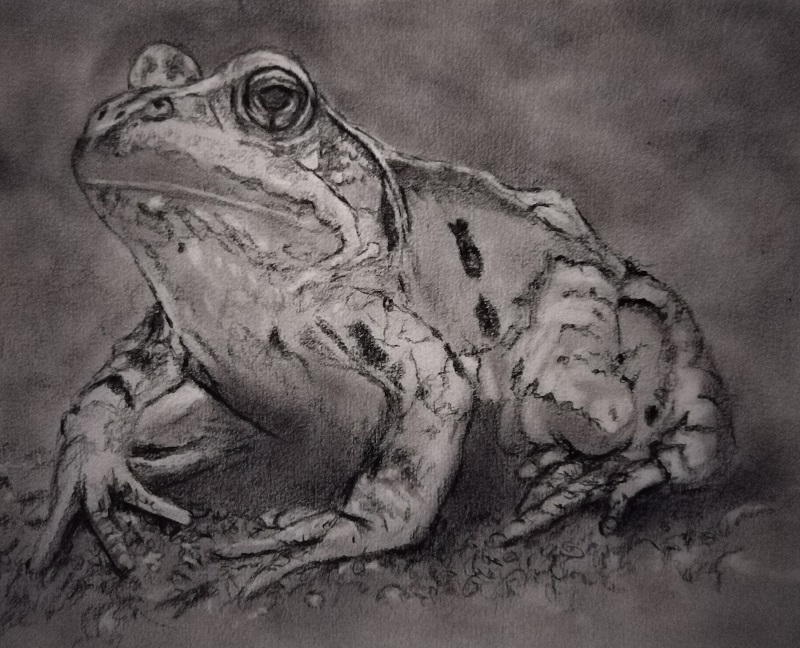 Frog